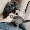 Safe cat nail trimmers with circular cut hole design