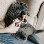 Safe cat nail trimmers with circular cut hole design
